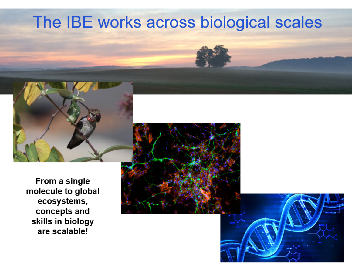 The IBE works across scales of nature; Images of insect, cells, and DNA; text overlay.