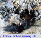 Female embiid spinning silk and the insect in its silk nest.