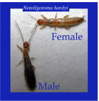 Two insects labeled Female and Male with text Northern Ice Stalkfly.