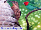 Two colorful birds perched on branches, text reads Birds art is being idle.