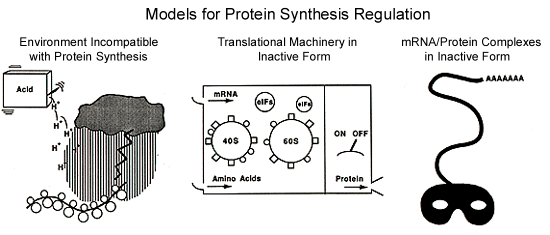 Diagram depicting materials and methods in a scientific research process; includes figures and equations.