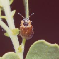 Close-up of a beetle on a plant stem.