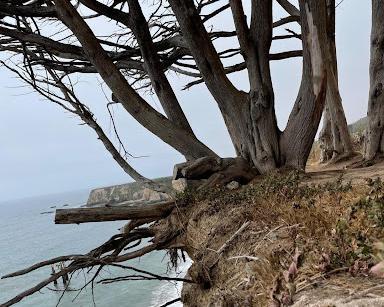 Trees without leaves hanging at the edge of a cliff over a coastline