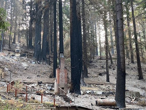 Forest with burned trees and debris on the ground.