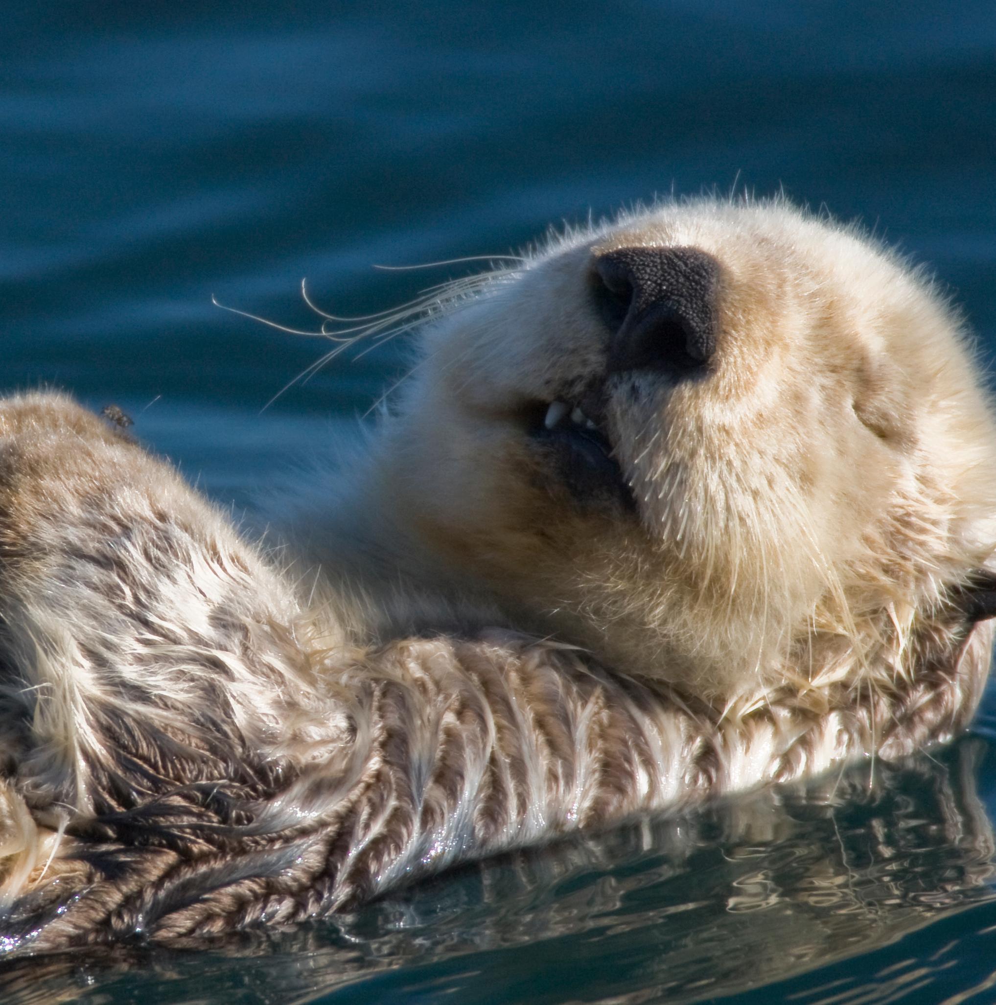 Marvier post Southern sea otter Enhydra lutris nereis in Morro Bay California photo by Mike Baird licensed under the Creative Commons AttributionShare Alike 20 Generic license