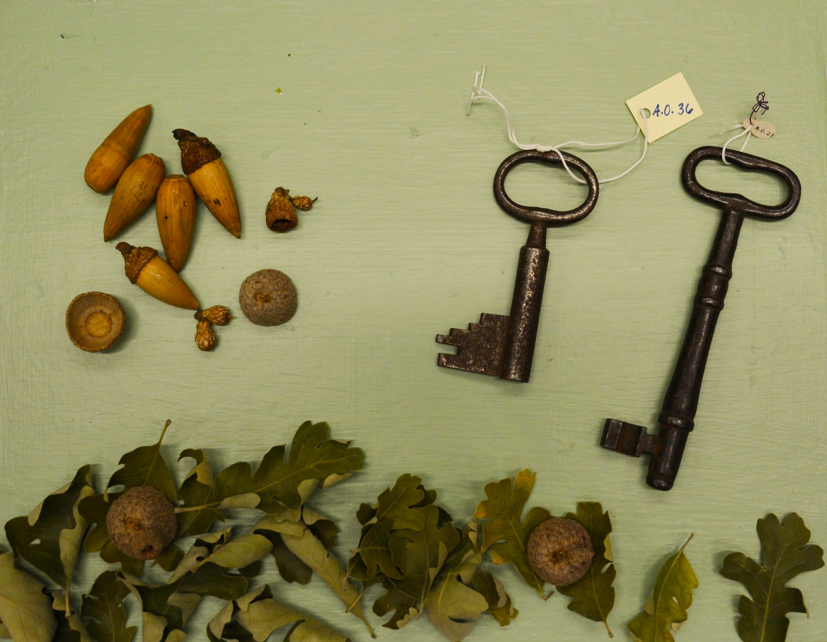 Photograph of acorns, oak leaves, and large metal keys against a green background