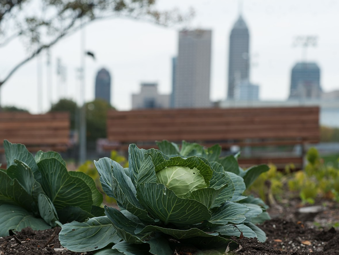 Cabbage plants growing with a city skyline in the background.