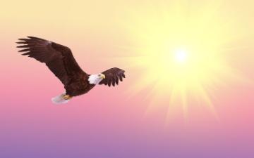a bald eagle flying across a sunfilled sky