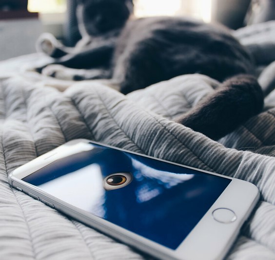 phone on bed with a cat in the background