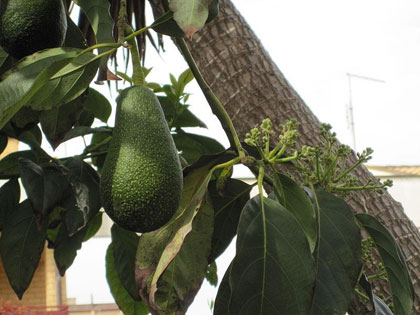 Two unripe avocados hanging from a tree branch.