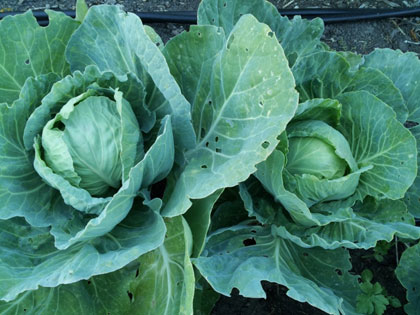 Two green cabbages growing in a garden.