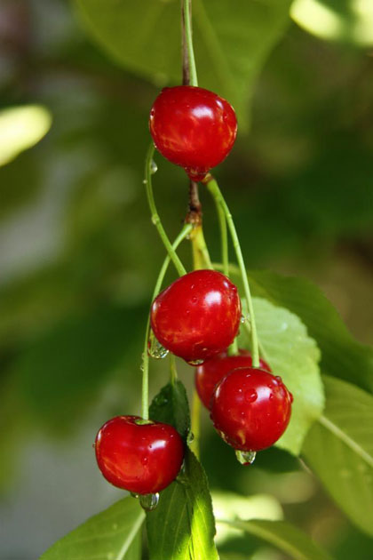 Ripe red cherries hanging from a branch with green leaves.