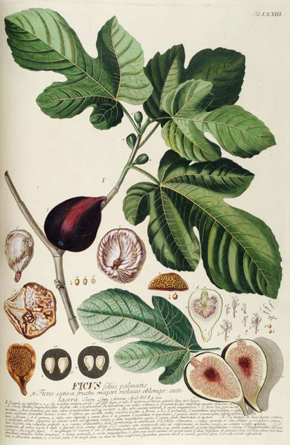 Botanical illustration of fig tree with leaves, figs, and cross-sections of figs.