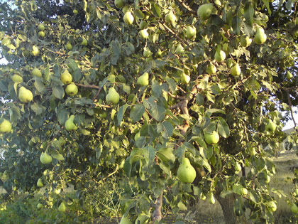 Tree branch with green pears hanging.