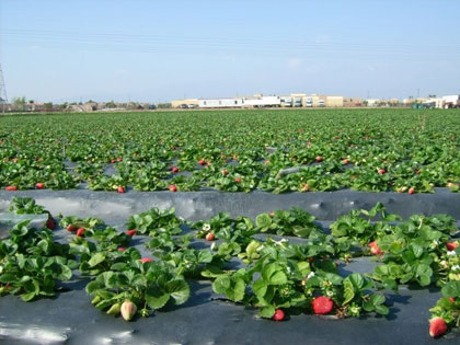 A strawberry field under a clear sky.