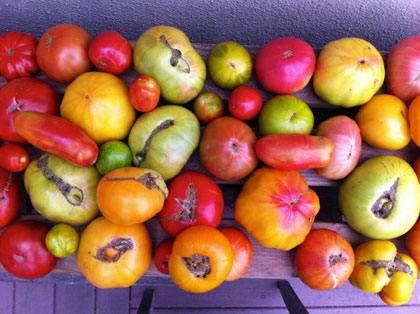 Colorful assortment of various tomatoes in a container.