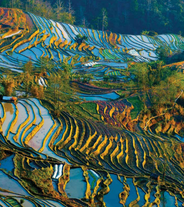 Terraced rice fields in a hilly landscape reflecting the colors of sunset.