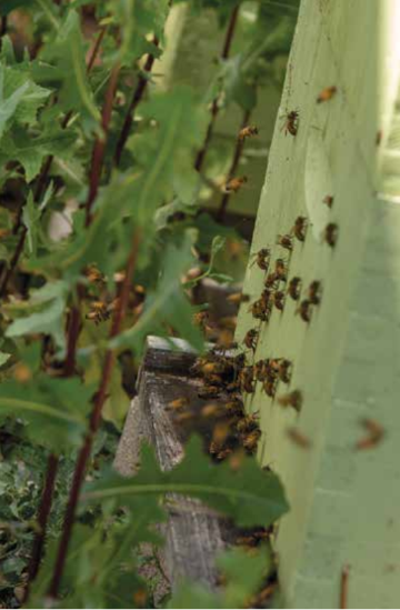 Bees clustering on green cactus plants.