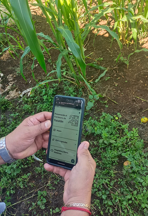 A point-of-view shot of an Indigenous ma's hands holding a phone in a field—the phone screen features the simple, text-based homepage of the MayanRoots app.