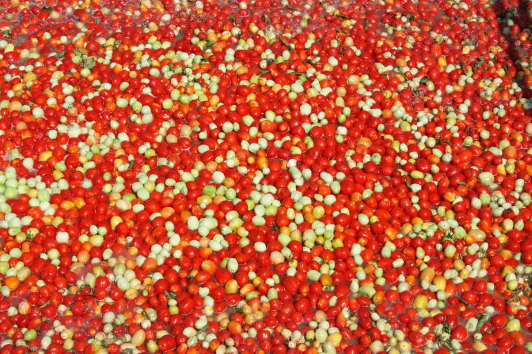 Tomatoes from pruett co.