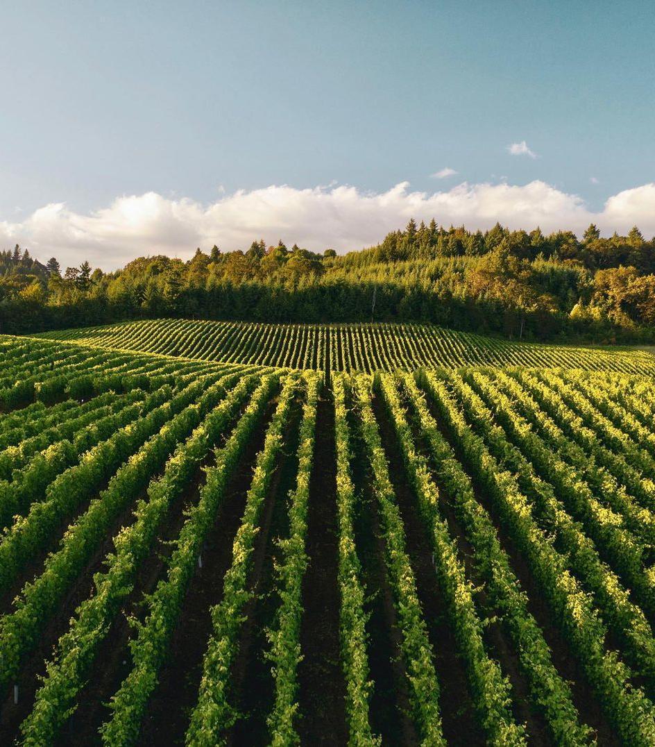 Vineyards from Bronco Wine Company