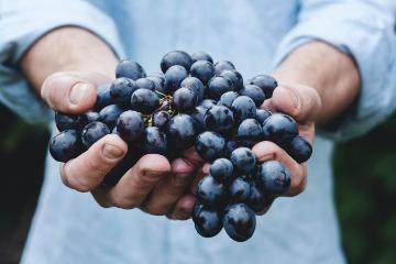 AL - VSC Grapes 