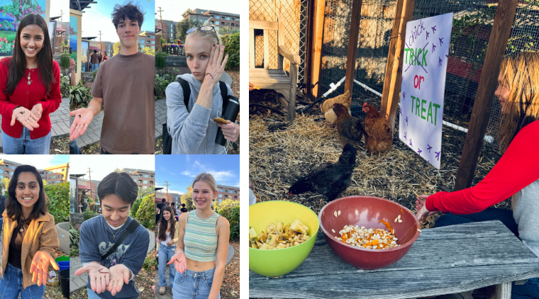 Collage of Harvest Fest 2025 with students posing with worms and feeding food scraps to chickens at the Chick or Treat station.