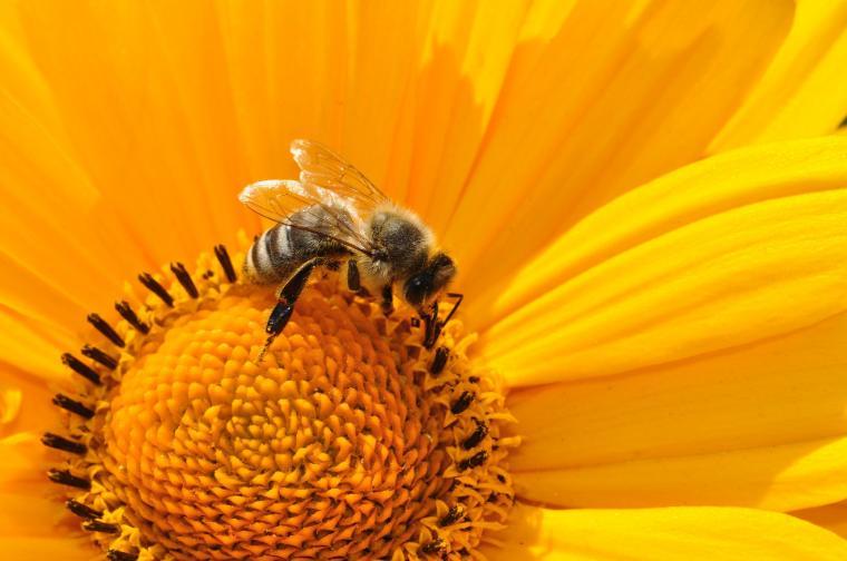 Bee on a bright yellow flower collecting nectar.
