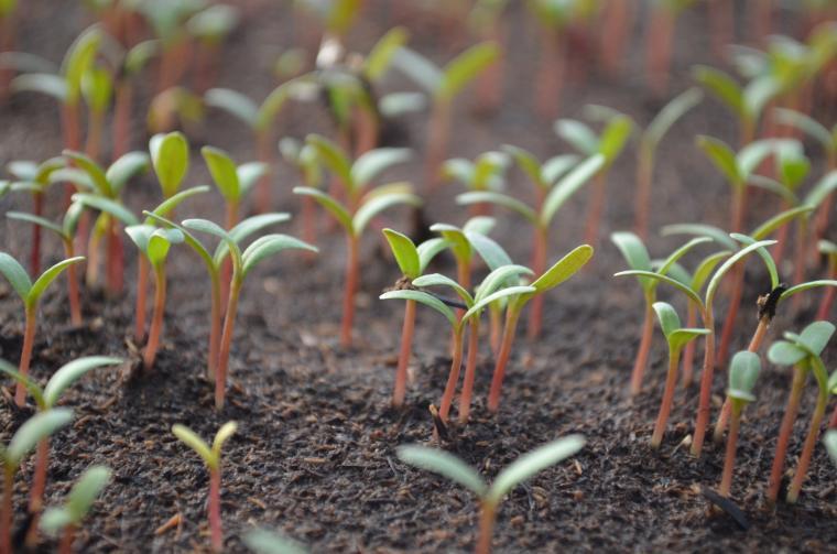 Young green sprouts emerging from soil.