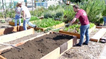 Workers in the garden building growing beds.