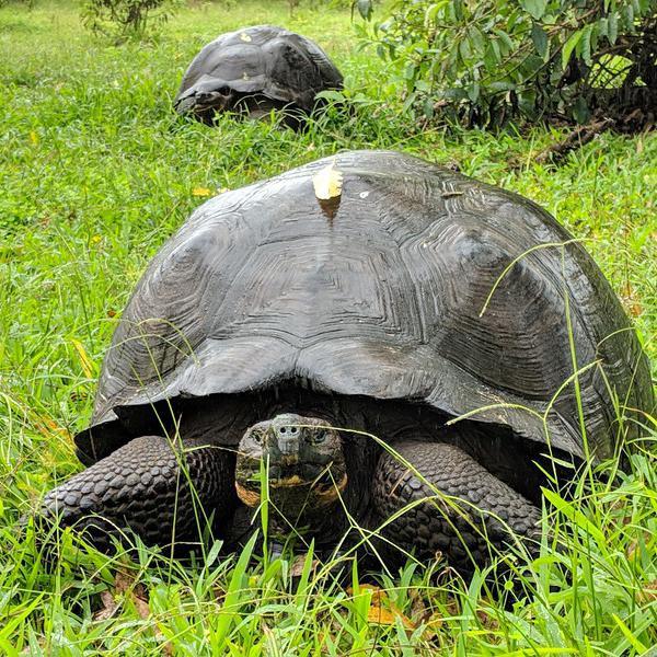 A giant tortoise in the Galapagos Islands