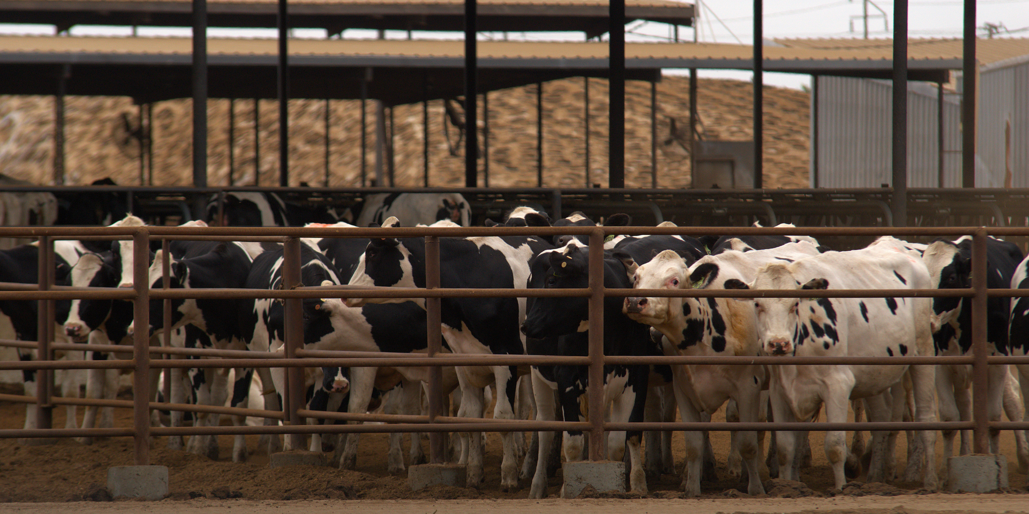 Dairy CAFO in Ceres (South Modesto) captured by Stephanie Davis