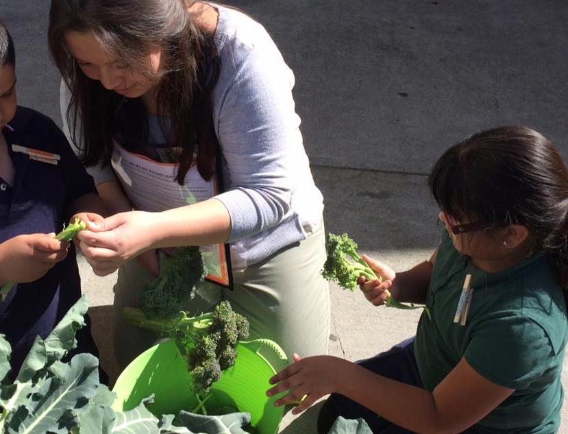 SCU students and elementary students harvesting broccoli 