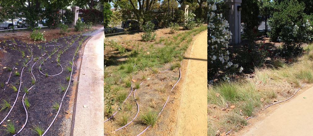 Progression of native grasses growing near Bellomy softball field. Approximately 400 square feet were planted in May 2015 and have since thrived.